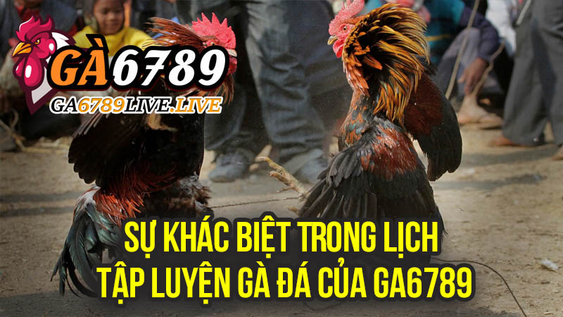 Sự Khác Biệt Trong Lịch Tập Luyện Gà Đá Của Ga6789