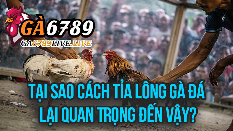 Tại Sao Cách Tỉa Lông Gà Đá Lại Quan Trọng Đến Vậy?