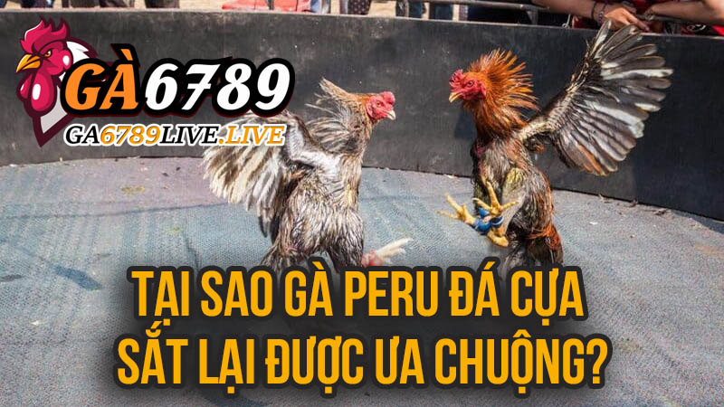 Tại Sao Gà Peru Đá Cựa Sắt Lại Được Ưa Chuộng?
