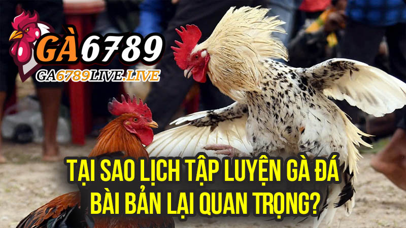 Tại Sao Lịch Tập Luyện Gà Đá Bài Bản Lại Quan Trọng?