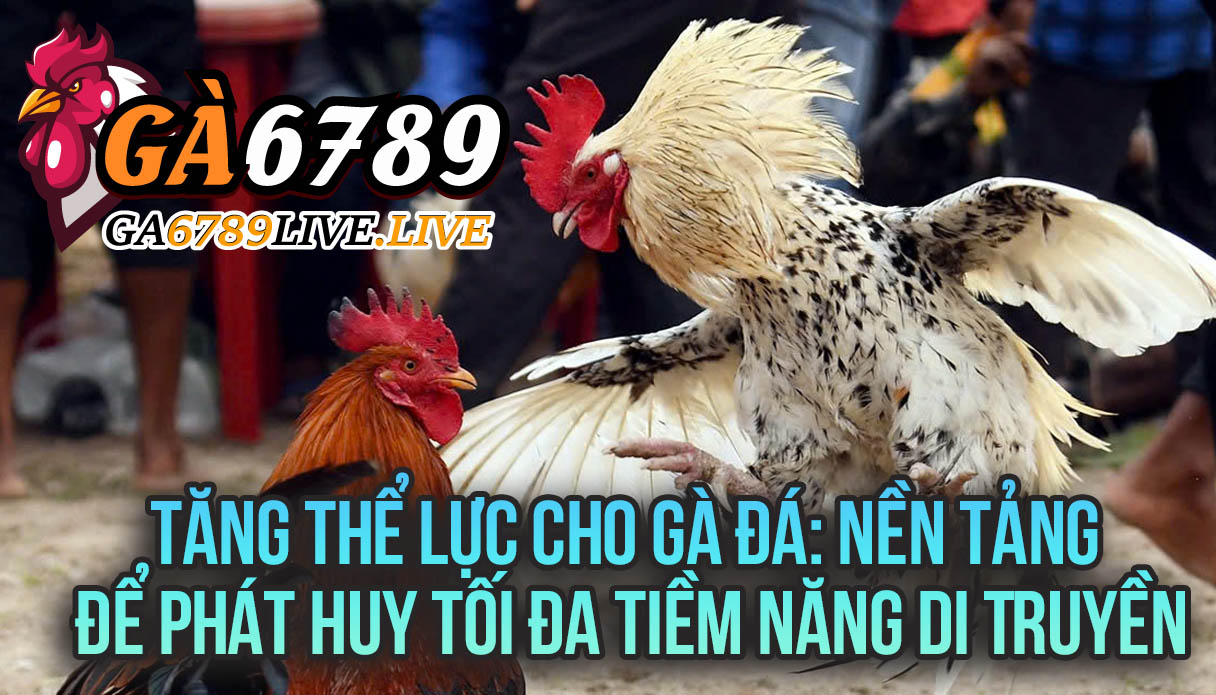 Tăng Thể Lực Cho Gà Đá: Nền Tảng Để Phát Huy Tối Đa Tiềm Năng Di Truyền