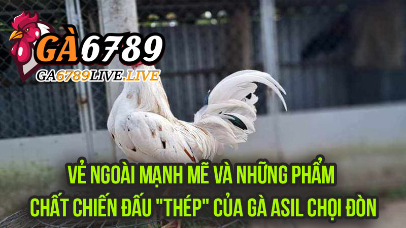 Vẻ Ngoài Mạnh Mẽ và Những Phẩm Chất Chiến Đấu "Thép" Của Gà Asil Chọi Đòn