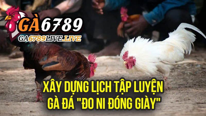Xây Dựng Lịch Tập Luyện Gà Đá "Đo Ni Đóng Giày"