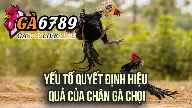 Yếu Tố Quyết Định Hiệu Quả Của Chân Gà Chọi